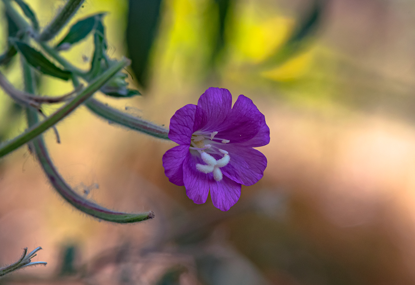 Image of Epilobium hirsutum specimen.