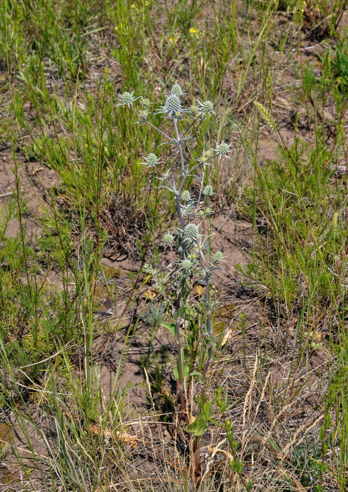 Image of Eryngium planum specimen.