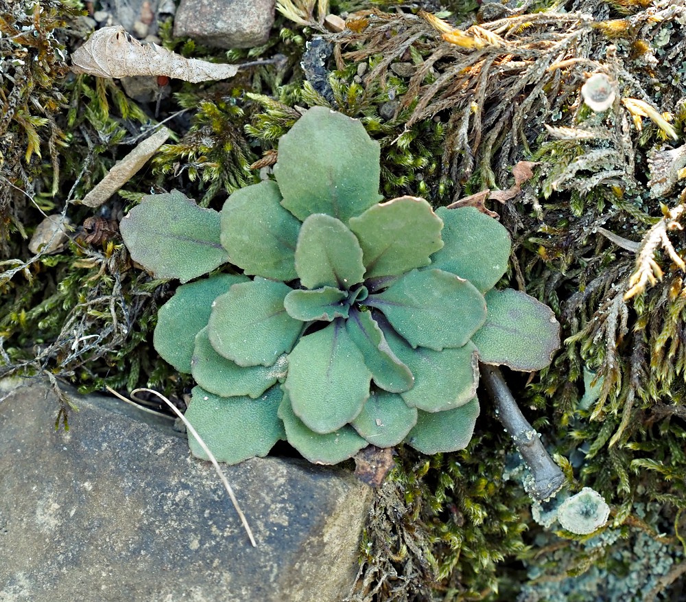 Image of Noccaea macrantha specimen.
