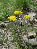 Odontarrhena muralis