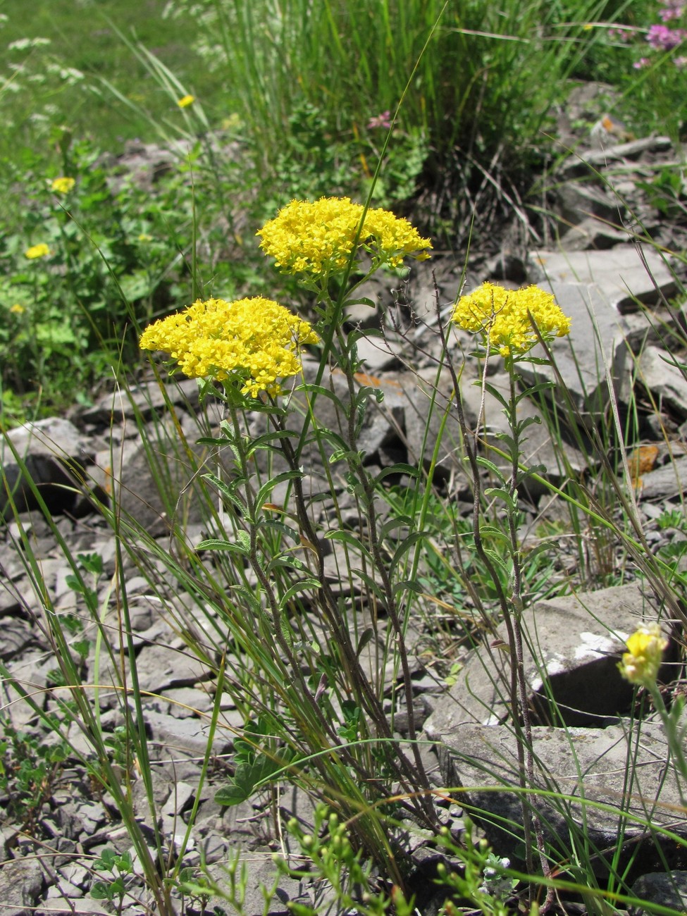 Изображение особи Odontarrhena muralis.