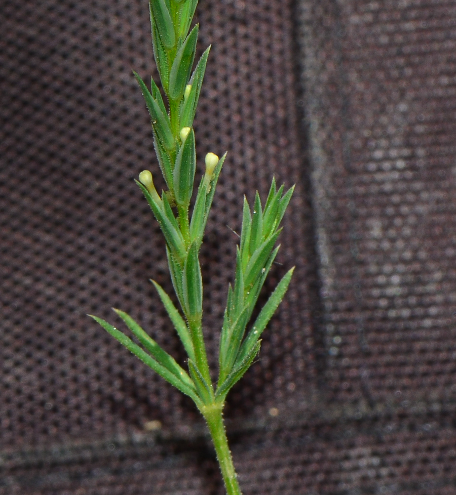 Image of Crucianella aegyptiaca specimen.