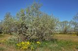 Elaeagnus angustifolia. Взрослое дерево (рядом видны цветущие Senecio vernalis). Крым, Ленинский р-н, с. Новоотрадное, роща Elaeagnus angustifolia на окраине песчаного пляжа. 10.05.2021.