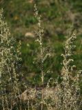 Artemisia austriaca