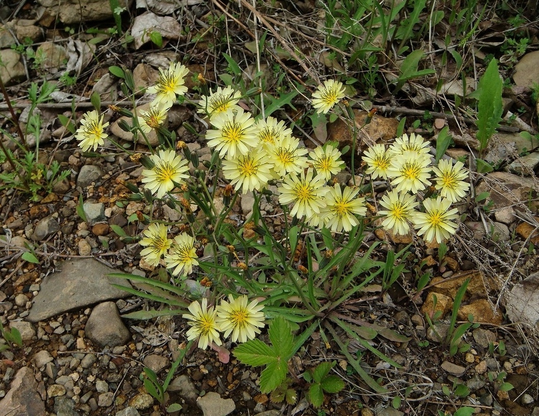 Image of Ixeridium gramineum specimen.