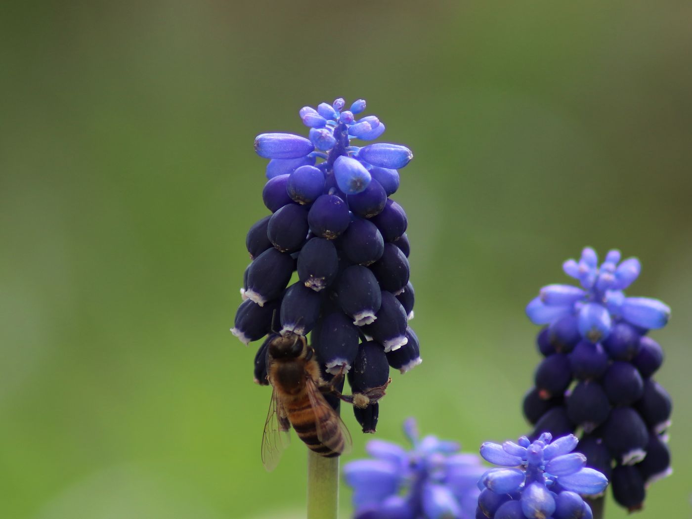 Изображение особи Muscari leucostomum.