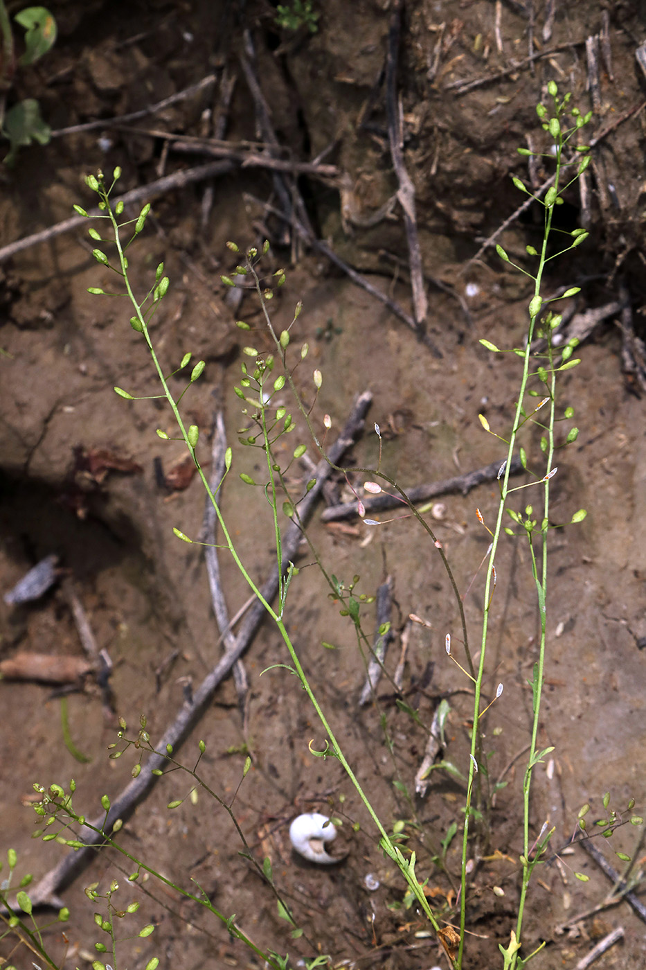 Изображение особи Hymenolobus procumbens.