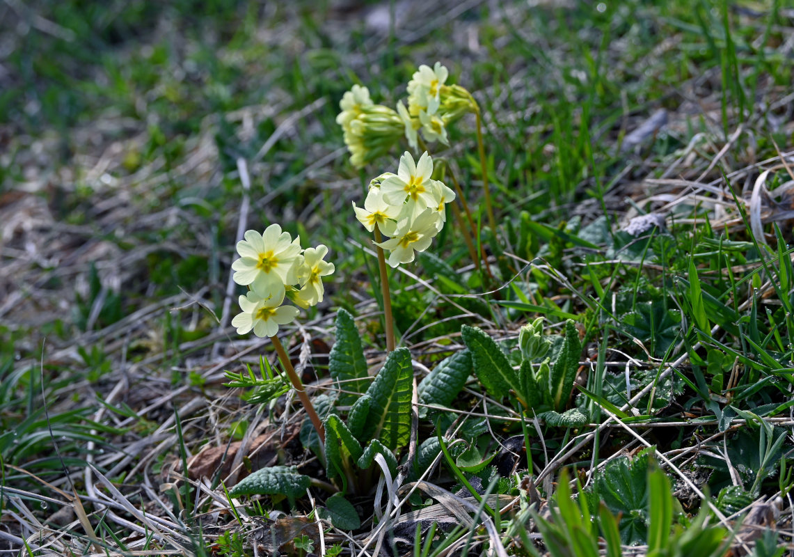 Image of genus Primula specimen.