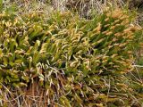 Lycopodium annotinum