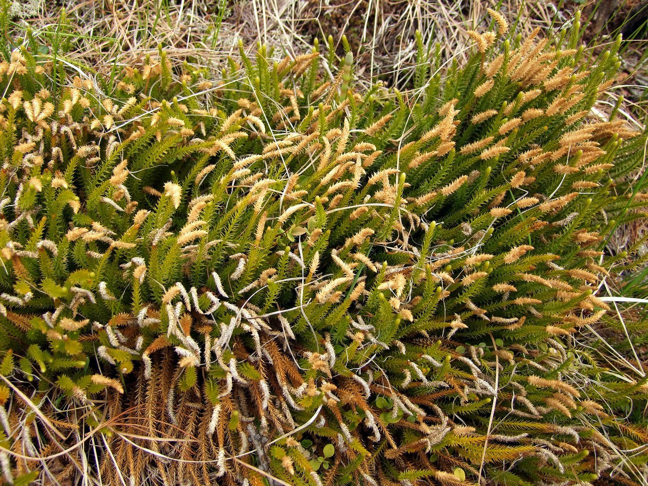 Изображение особи Lycopodium annotinum.