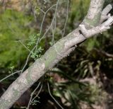 Parkinsonia florida