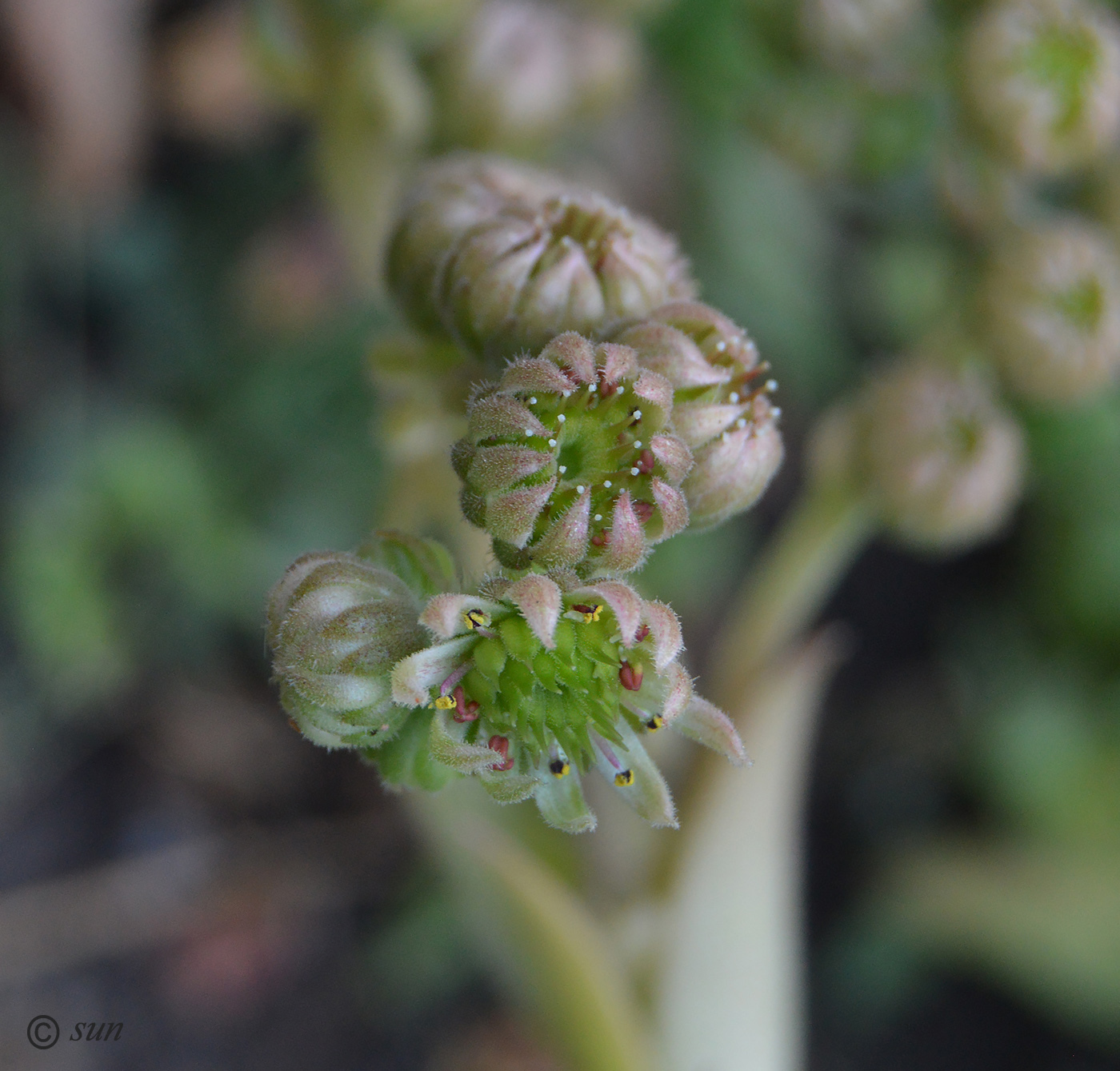 Image of Sempervivum ruthenicum specimen.