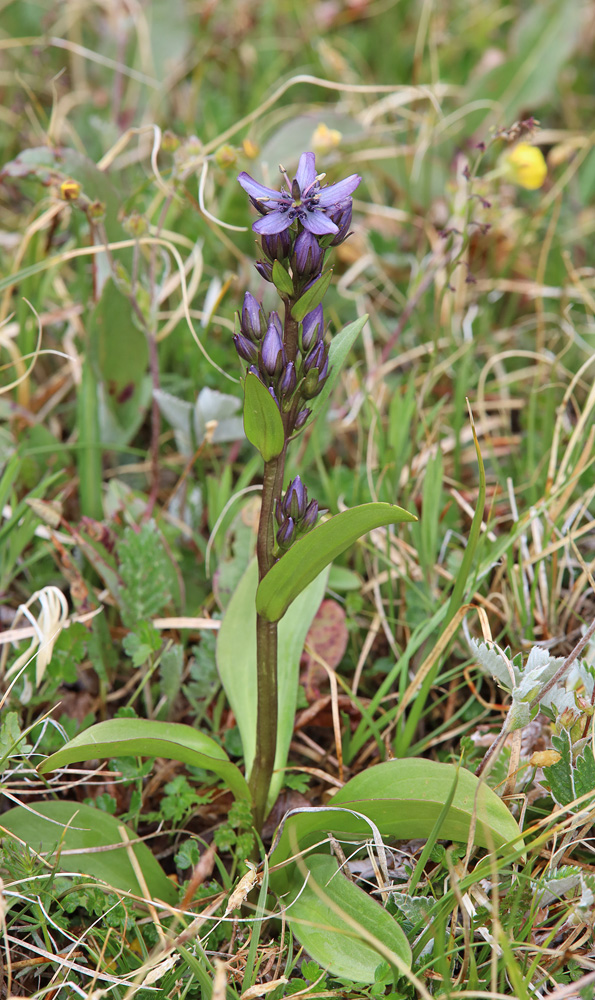 Image of Swertia obtusa specimen.