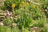 Ligularia heterophylla
