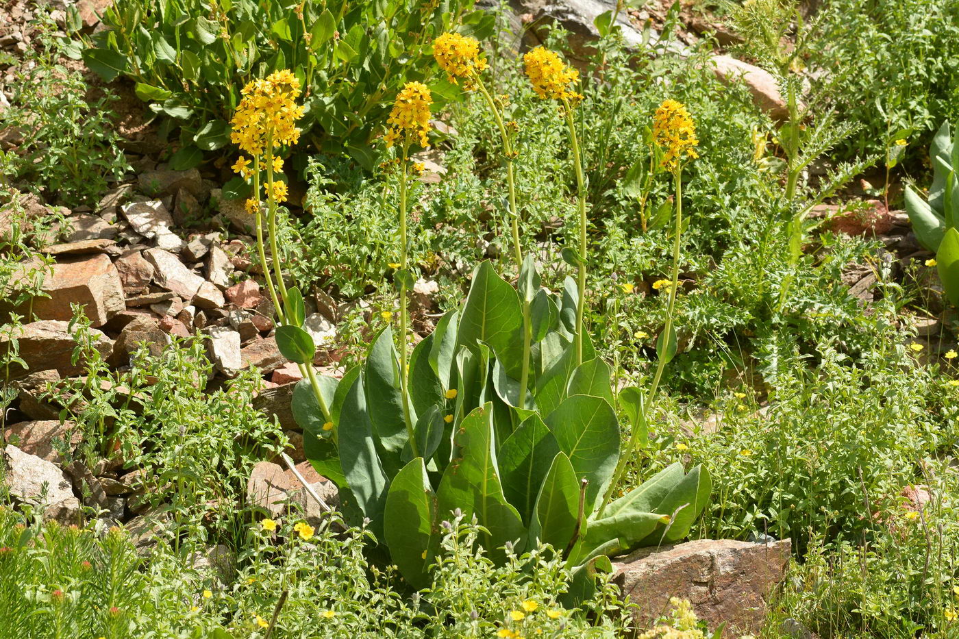 Изображение особи Ligularia heterophylla.