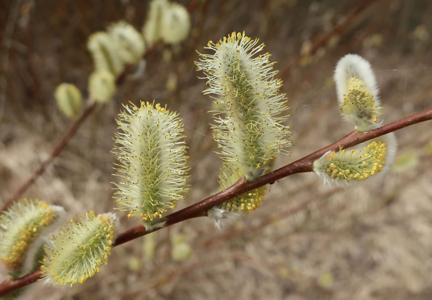 Изображение особи Salix phylicifolia.