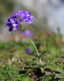 Scabiosa lachnophylla. Цветущее растение. Приморский край, Ольгинский р-н, окр. пос. Тимофеевка, мыс Четырёх Скал, олуговелый каменистый приморский склон. 02.09.2022.