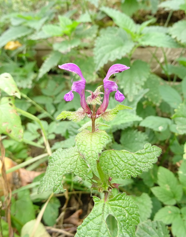 Image of Lamium maculatum specimen.