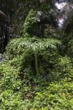 genus Amorphophallus