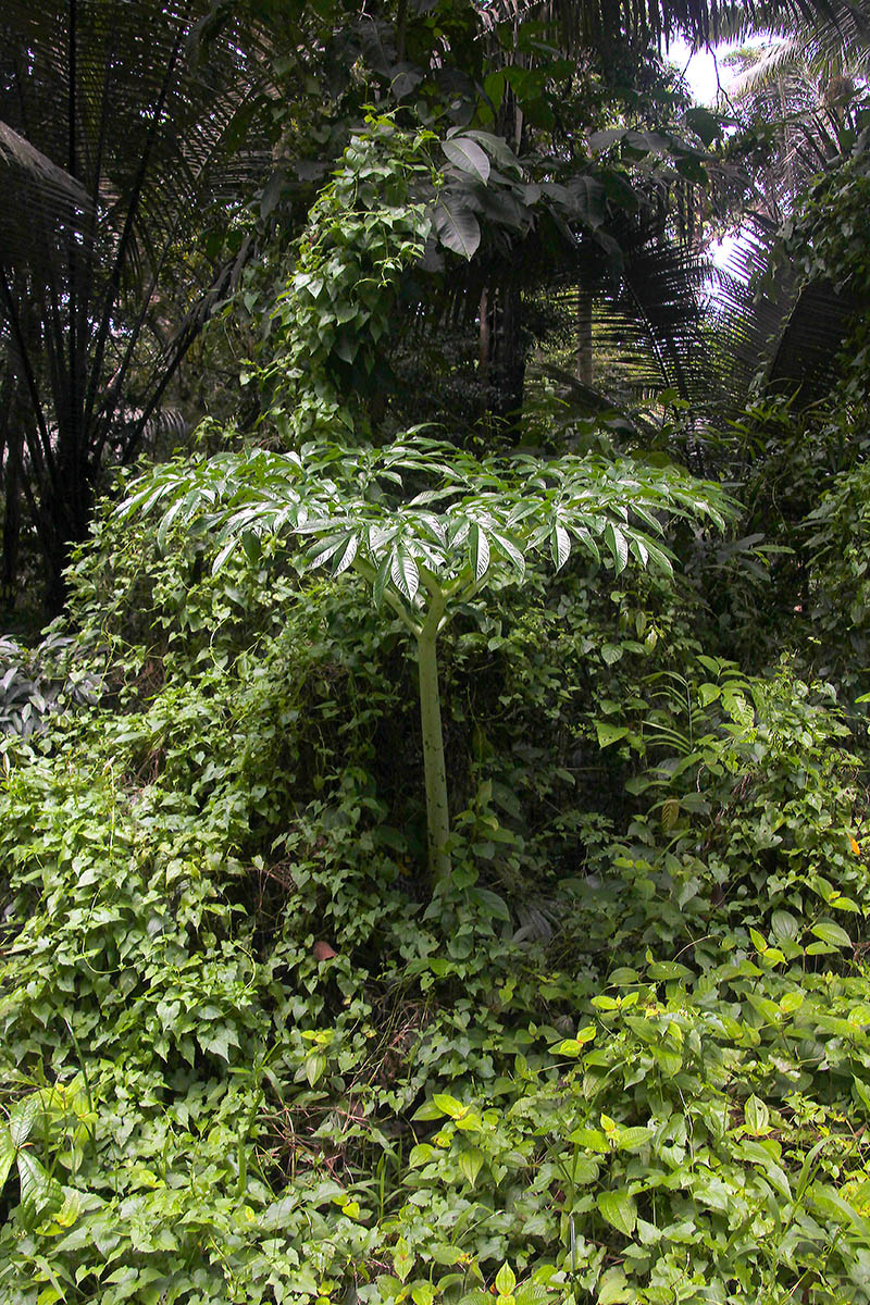 Изображение особи род Amorphophallus.