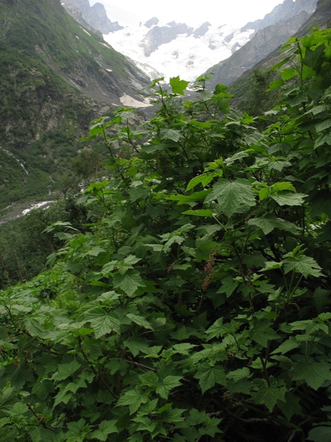 Image of Ribes biebersteinii specimen.