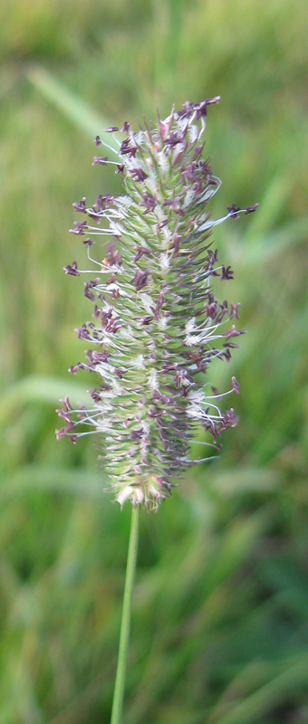 Изображение особи Phleum pratense.