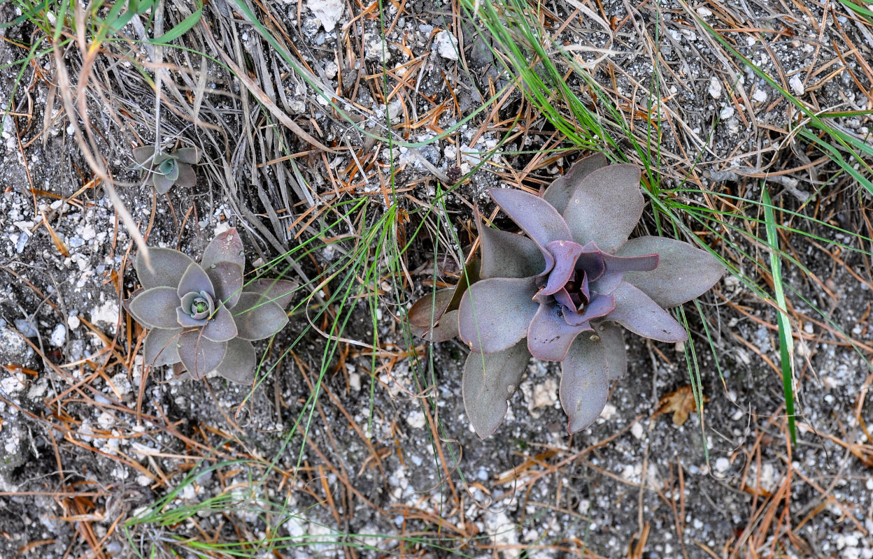 Изображение особи Orostachys malacophylla.