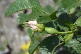genus Rosa. Бутон. Республика Ингушетия, Джейрахский р-н, окр. ур. Бархане, возле камня. 22 июня 2022 г.