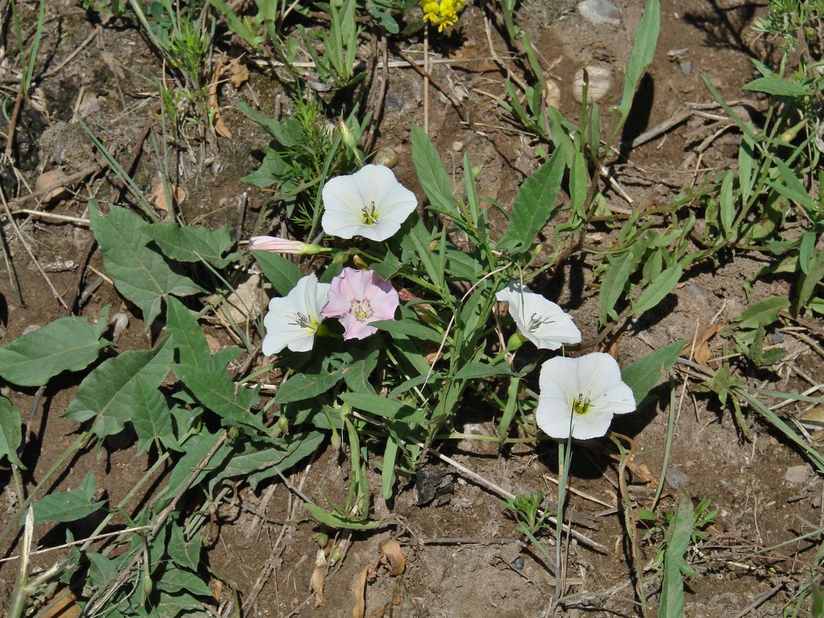 Image of Convolvulus arvensis specimen.