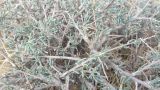 Salsola laricifolia