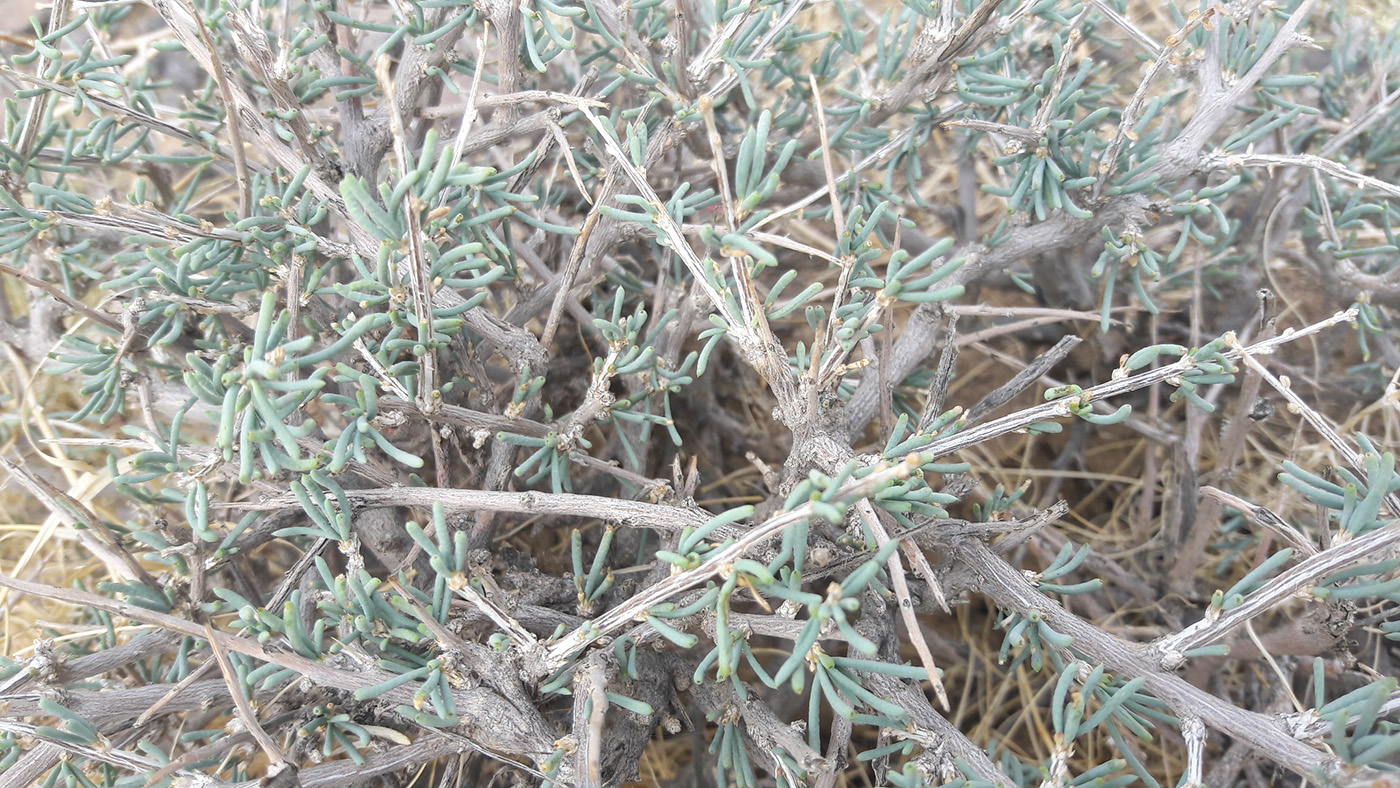 Image of Salsola laricifolia specimen.