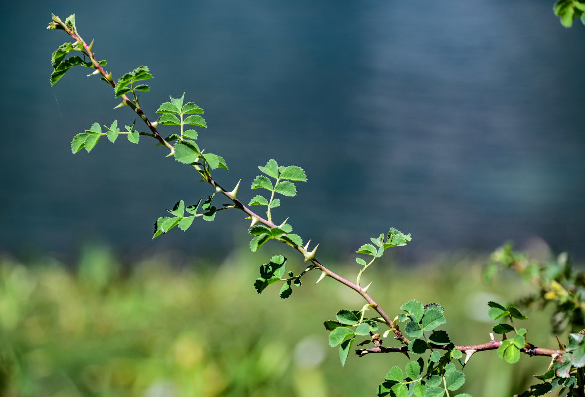 Image of Rosa fedtschenkoana specimen.