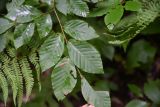 Fagus orientalis