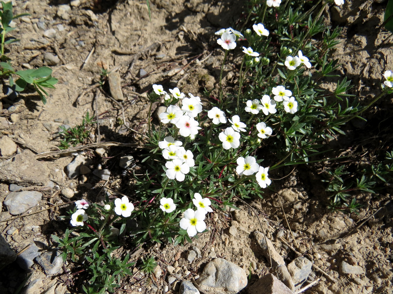 Image of Androsace sericea specimen.