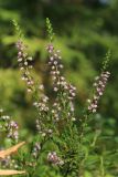 Calluna vulgaris. Верхушка отцветающего растения. Ленинградская обл., Ломоносовский р-н, окр. дер. Дубки, сосняк травяно-черничный, у обочины дороги. 27.08.2022.