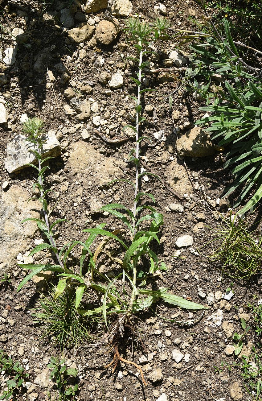 Image of Carlina vulgaris specimen.