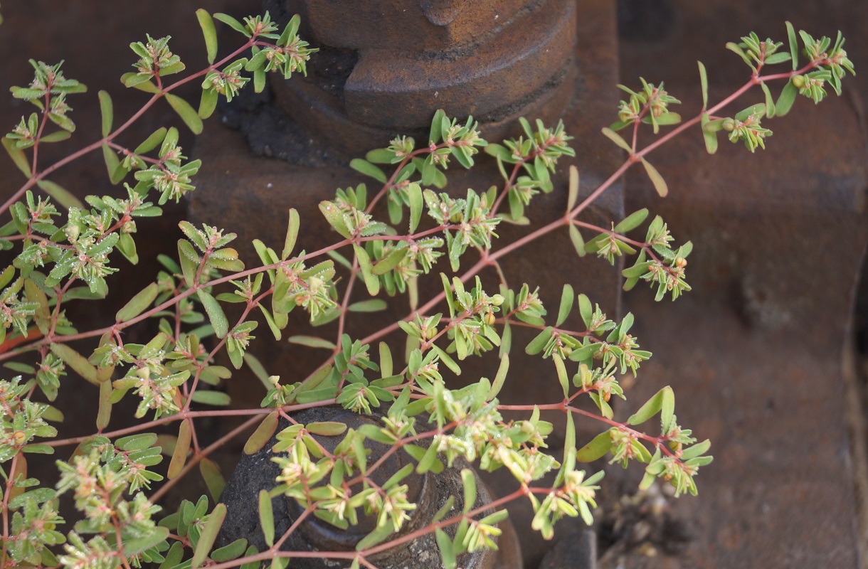 Изображение особи Euphorbia glyptosperma.