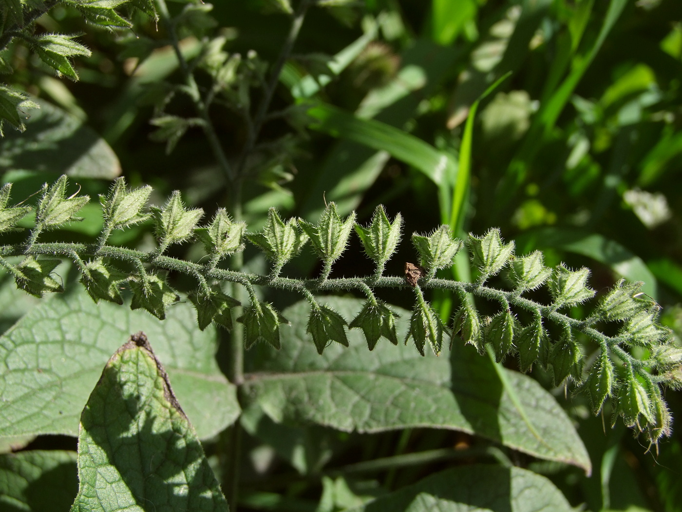 Image of Symphytum caucasicum specimen.