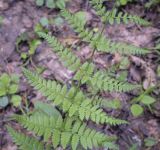 Dryopteris carthusiana. Часть вайи. Владимирская обл., окр. г. Александров, хвойный лес. 10.06.2022.