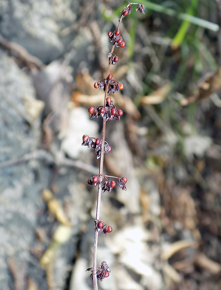 Image of Rumex sanguineus specimen.