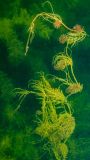 Hippuris vulgaris. Молодые растения, Ленинградская обл., Ломоносовский р-н, Низинское сельское поселение, Шинкарский пруд, на глубине 2 м. 13.07.2021.