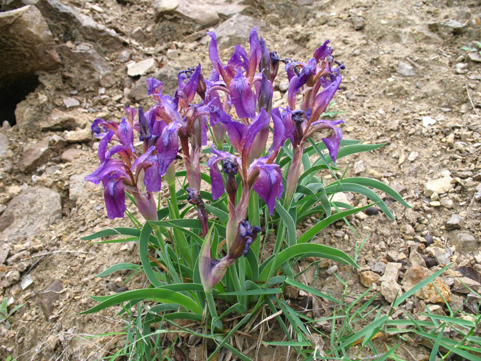 Image of Iris timofejewii specimen.