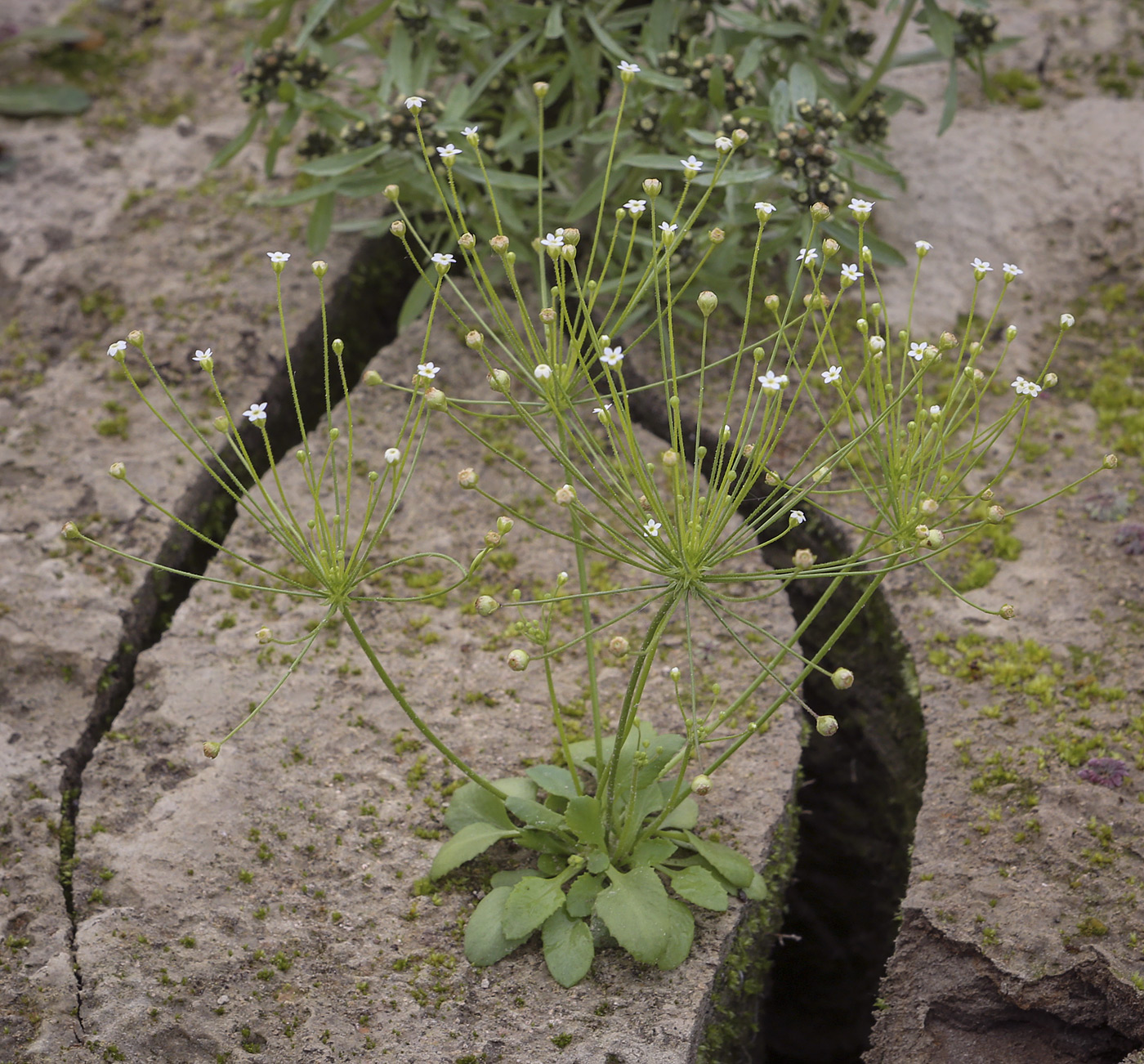 Image of Androsace filiformis specimen.