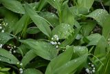 Convallaria majalis. Цветущие растения. Красноярский край, Берёзовский р-н, национальный парк \"Красноярские Столбы\", Центральные Столбы, опушка смешанного леса. 05.06.2022.