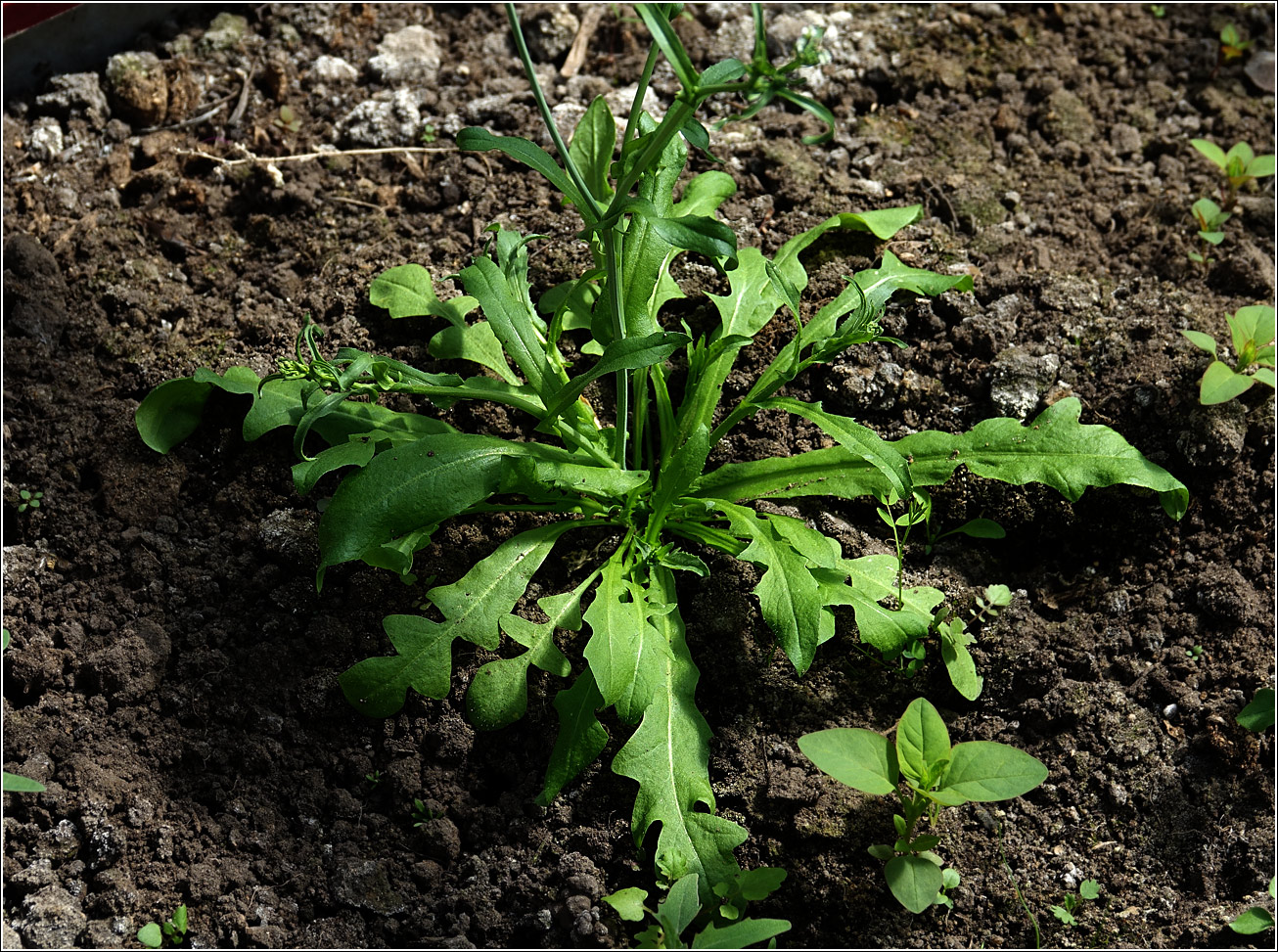 Image of Capsella bursa-pastoris specimen.