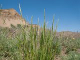 род Calamagrostis. Верхушка расцветающего растения. Краснодарский край, Темрюкский р-н, мыс Железный Рог, обрывистый глинистый приморский склон. 29.04.2017.