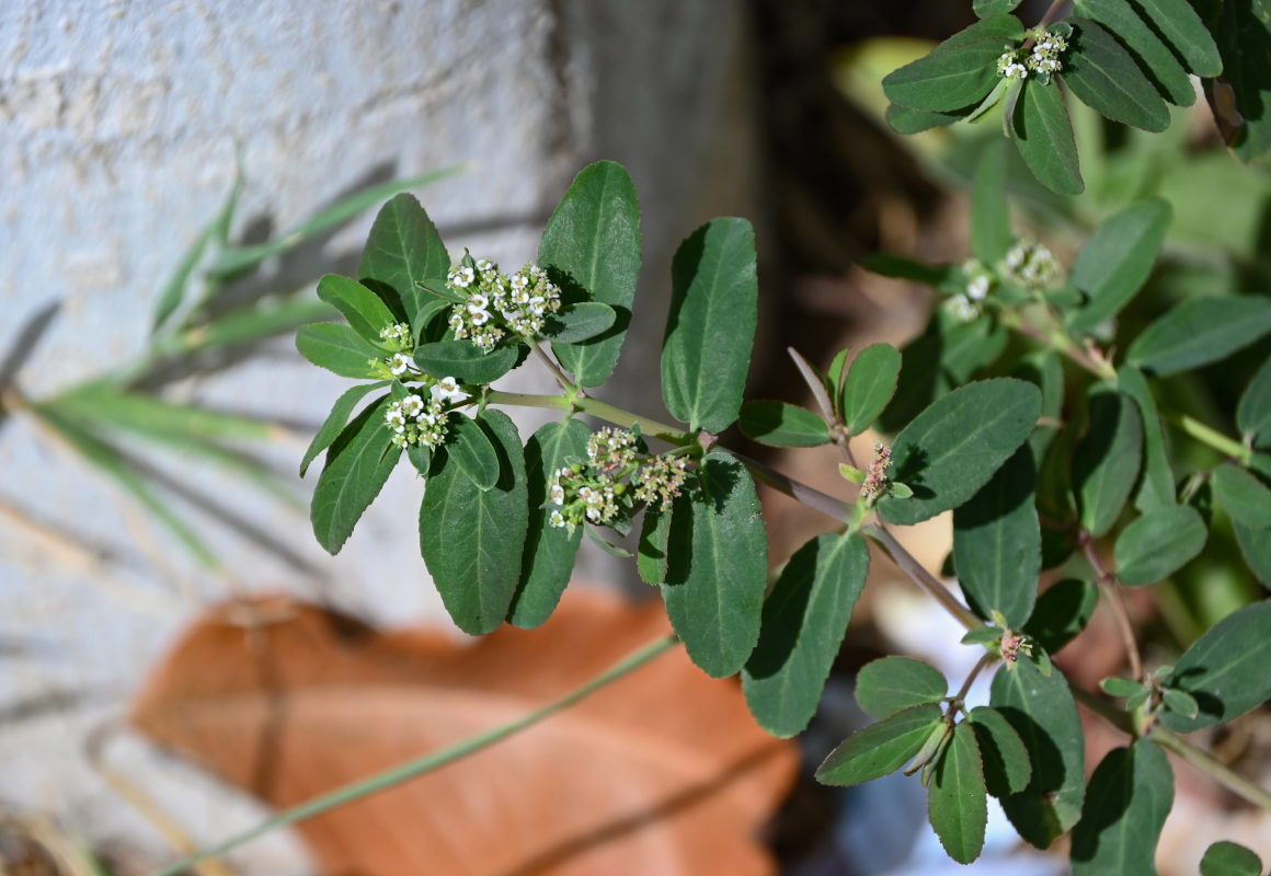 Image of Euphorbia hypericifolia specimen.