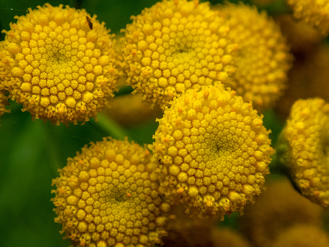 Изображение особи Tanacetum vulgare.