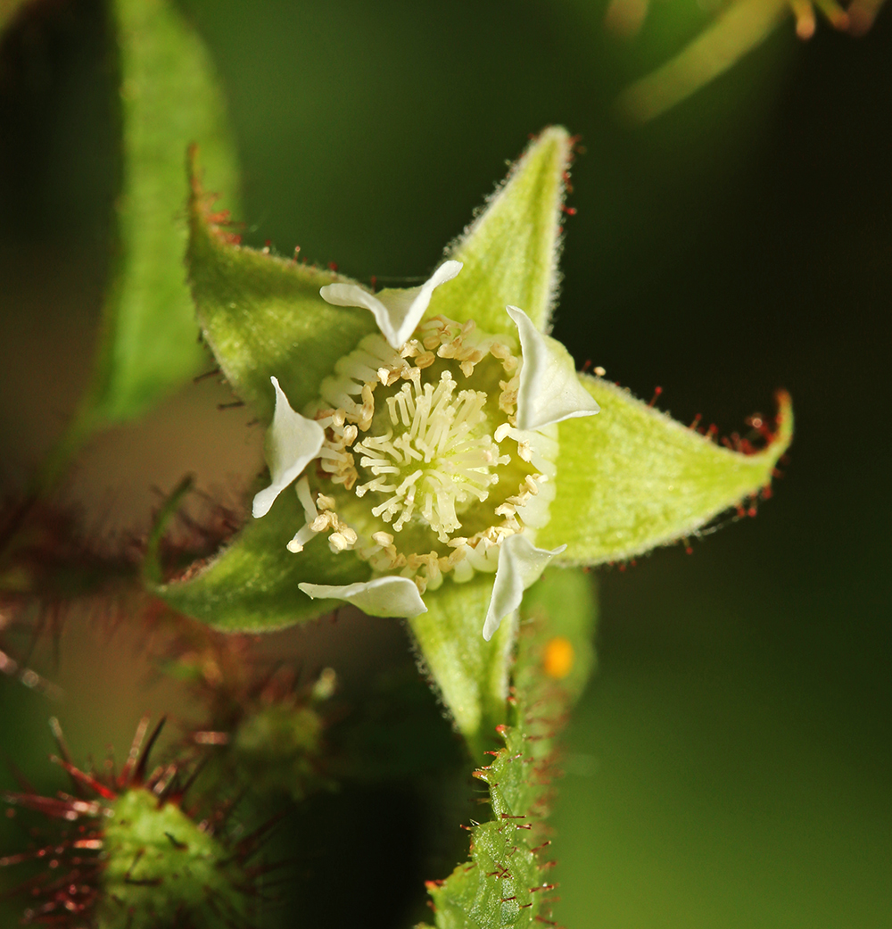 Изображение особи Rubus komarovii.