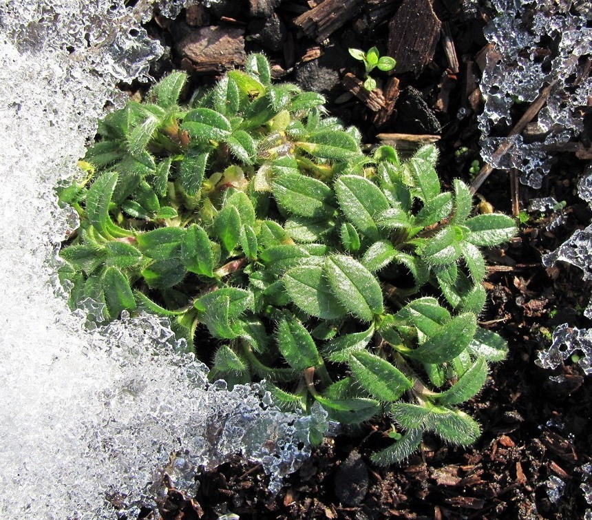 Изображение особи Cerastium holosteoides.